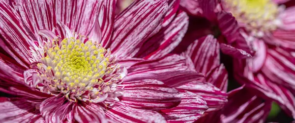 Makro Różowego Kwiatu Hryzantemy — Zdjęcie stockowe