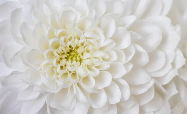 Makro Białego Kwiatu Hryzantemy — Zdjęcie stockowe