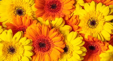 background of yellow gerbera flowers