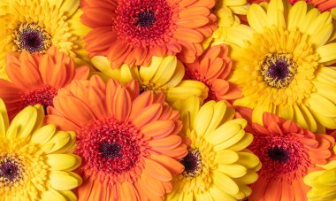 background of yellow gerbera flowers