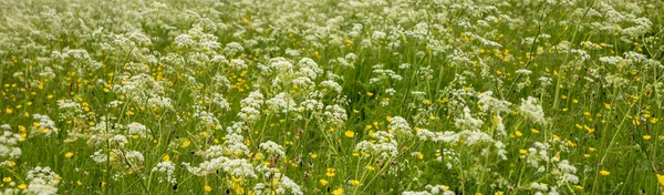 Feld Mit Grünem Gras Und Blumen Der Sonne — Stockfoto