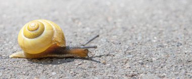close up of snail on a ground