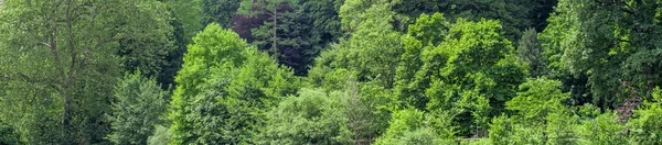 Landscape Summer Forest Colors Nature — Photo