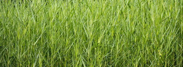 Sfondo Del Campo Erba Verde — Foto Stock