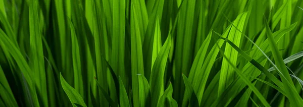 Achtergrond Van Groen Gras Veld — Stockfoto