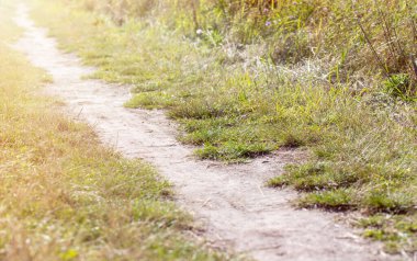 Baltık Denizi 'ndeki kum tepelerinde yol