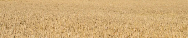 Campo Grano Dorato Tempo Raccolta — Foto Stock