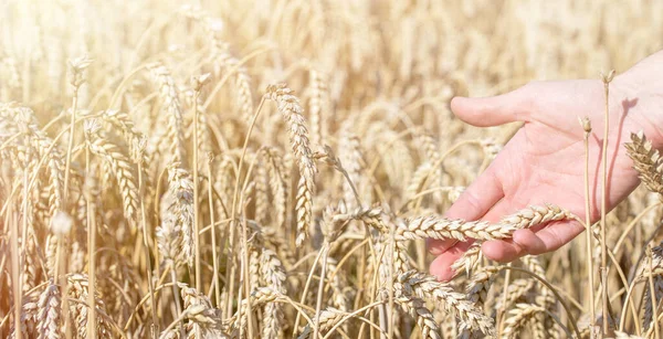 golden wheat in the hand
