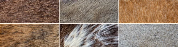 collection of natural wild fur backgrounds