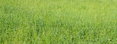 yeşil çimen alanının arkaplanı