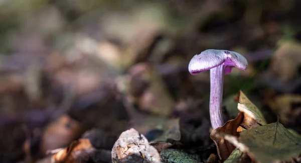 Close Van Paddestoel Herfstbos — Stockfoto