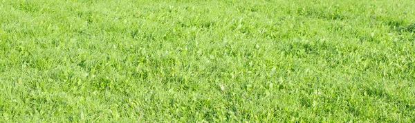 Achtergrond Van Groen Gras Veld — Stockfoto