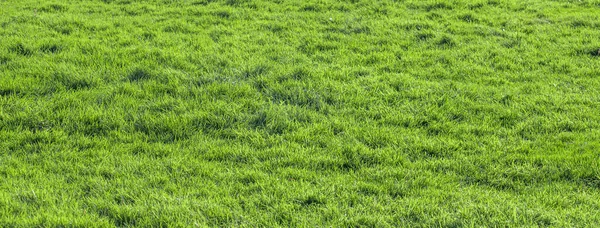 Fundo Campo Grama Verde — Fotografia de Stock