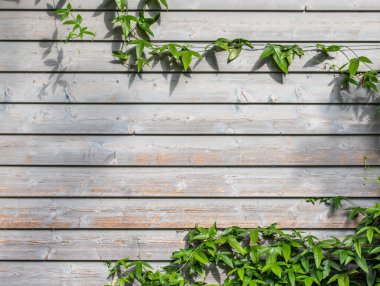 Tahta duvarın dokusu. Ahşap yüzey arkaplanı