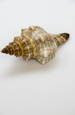 Kahverengi ve beyaz arka plan üzerinde izole portakal kabuğu