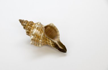 Kahverengi ve beyaz arka plan üzerinde izole portakal kabuğu