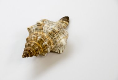 Kahverengi ve beyaz arka plan üzerinde izole portakal kabuğu