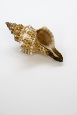 Kahverengi ve beyaz arka plan üzerinde izole portakal kabuğu