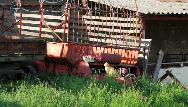 View on two cats sitting on old trailers in a rural scene by daylight — Stock Photo, Image