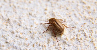 bir maybug bir duvar closeup