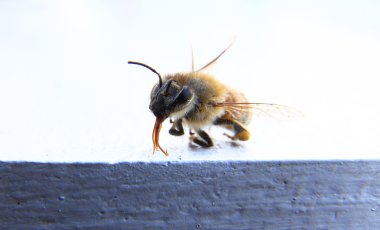 Beyaz arka plan ile bir arı closeup