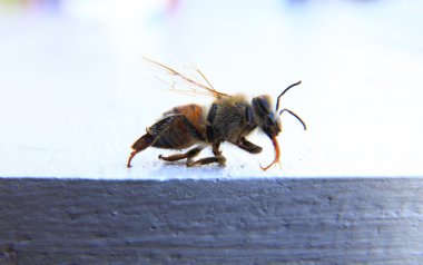 Beyaz arka plan ile bir arı closeup