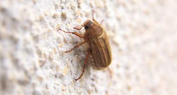 Closeup of one maybug on a wall — Stock Photo, Image