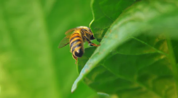 Primo piano di un'ape su una foglia verde alla luce del giorno — Foto Stock