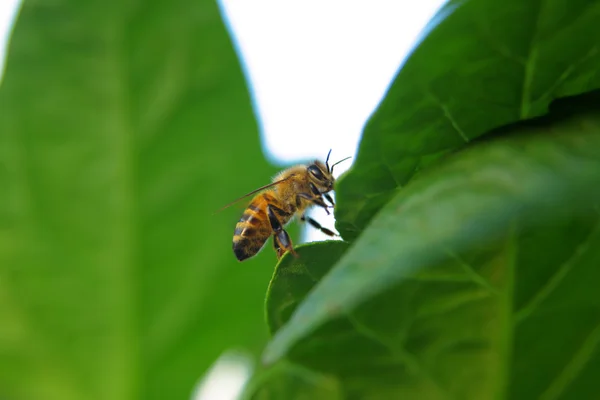 Primo piano di un'ape su una foglia verde alla luce del giorno — Foto Stock