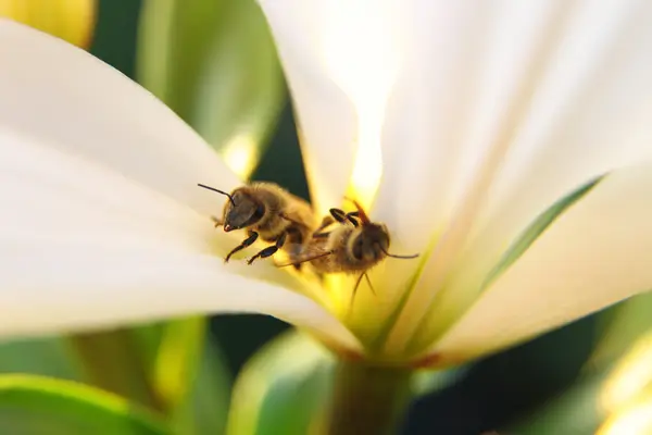 Primo piano di due api in un fiore alla luce del giorno — Foto Stock