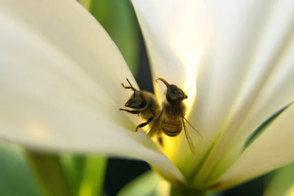 Primo piano di due api in un fiore alla luce del giorno — Foto Stock