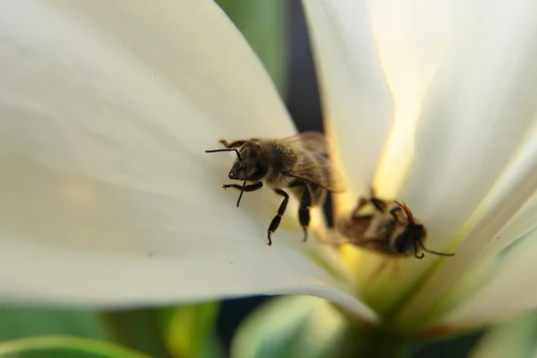 Primo piano di due api in un fiore alla luce del giorno — Foto Stock