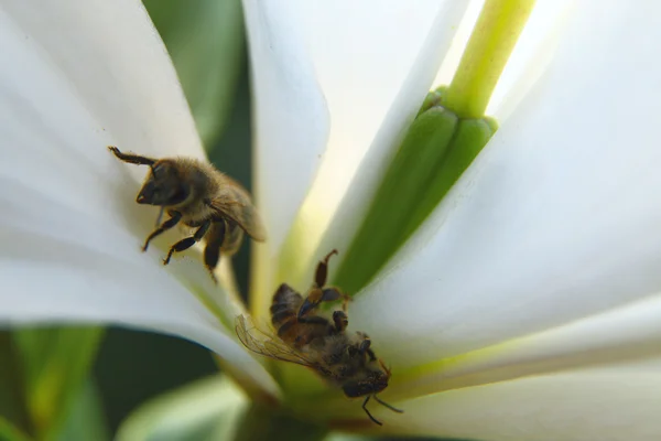 Primo piano di due api in un fiore alla luce del giorno — Foto Stock