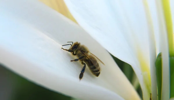Primo piano di un'ape in fiore alla luce del giorno — Foto Stock