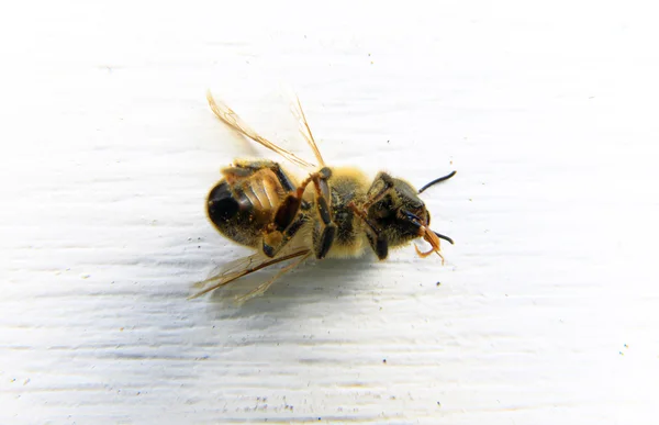 Primo piano di un'ape con sfondo bianco — Foto Stock