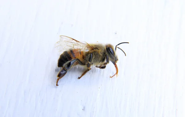 Primo piano di un'ape con sfondo bianco — Foto Stock