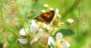 doğada bir turuncu ve siyah kelebek closeup