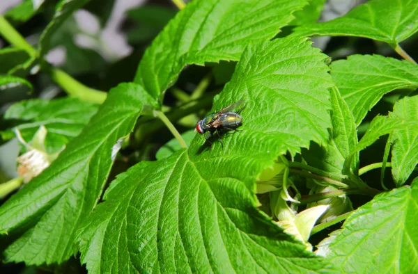 Primo piano di una mosca seduta su una foglia verde — Foto Stock