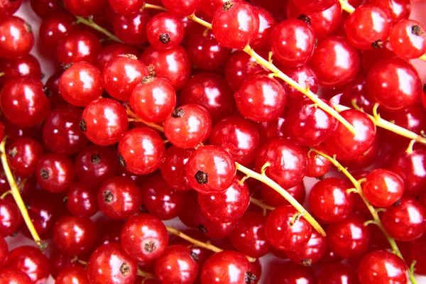 Close-up van een bos van fijne en verse rode bessen — Stockfoto