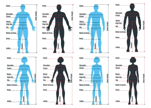 Weibliche Und Männliche Größe Diagramm Anatomie Menschlichen Charakters Menschen Dummy — Stockvektor