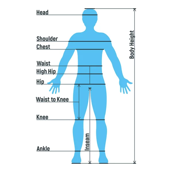 Man Storlek Diagram Anatomi Mänsklig Karaktär Människor Dummy Front Och — Stock vektor