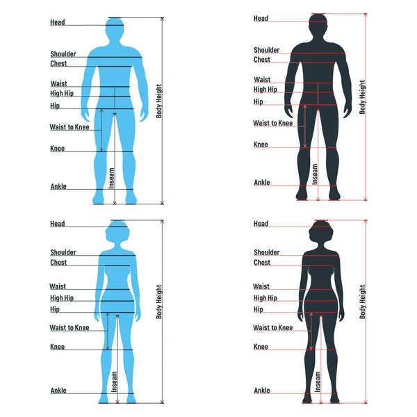 Personaje Humano Anatomía Tabla Tallas Masculina Femenina Silueta Del Cuerpo — Vector de stock