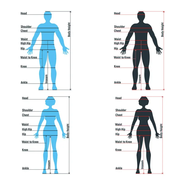 Feminino Masculino Tamanho Gráfico Anatomia Caráter Humano Pessoas Manequim Frente — Vetor de Stock