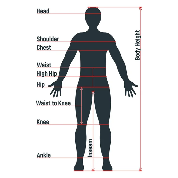Ukuran Laki Laki Grafik Anatomi Karakter Manusia Orang Bodoh Depan - Stok Vektor
