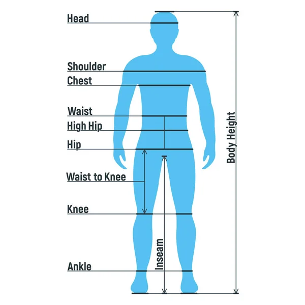 Hombre Tamaño Tabla Anatomía Carácter Humano Personas Frente Maniquí Ver — Vector de stock