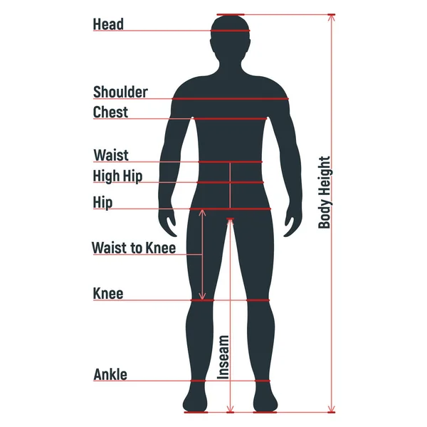 Male Size Chart Anatomy Human Character People Dummy Front View — Stock Vector