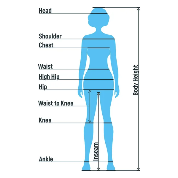 Tamanho Feminino Gráfico Anatomia Caráter Humano Pessoas Manequim Frente Vista —  Vetores de Stock