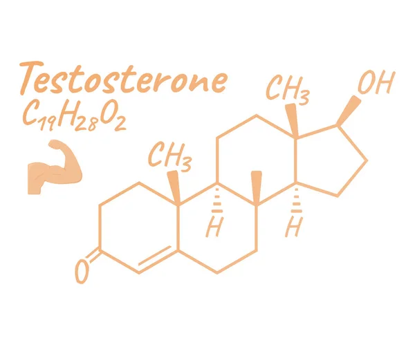 Menselijk Hormoon Testosteron Concept Chemische Skelet Formule Pictogram Label Tekst — Stockvector