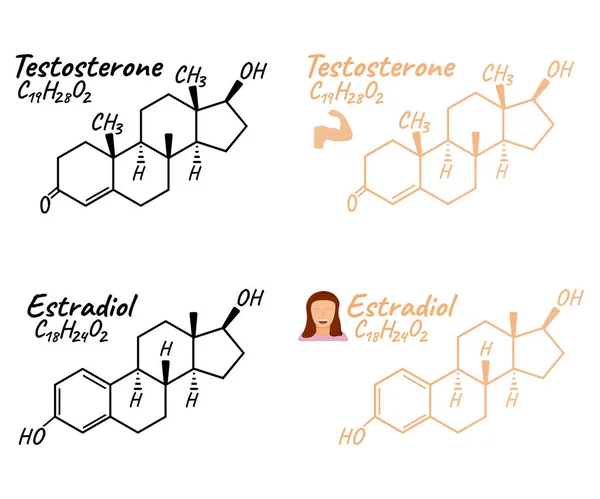 Human Hormone Estradiol Testosterone Concept Chemical Skeletal Formula Icon Label — Stock Vector
