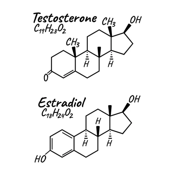 İnsan hormonu estradiol, testosteron konsepti kimyasal iskelet formül ikonu etiketi, yazı tipi vektör illüstrasyonu, beyaz üzerine izole edilmiş. Periyodik eleman tablosu. Sağlıklı yaşam tarzı endokrin sistemi.